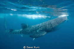 Feeding whaleshark off Isla de Mujeres with snorkelers in... by Dave Hunt 